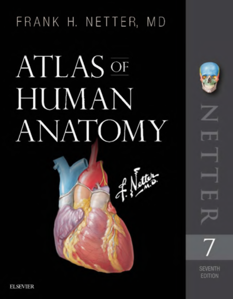 Atlas of human anatomy. Seventh edition                   
