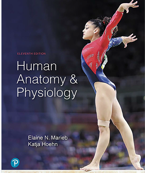 Human Anatomy & Physiology eleventh edition