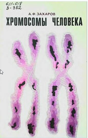 Хромосомы человека (проблемы линейной организации)