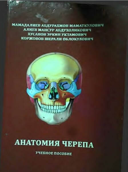 Анатомия черепа